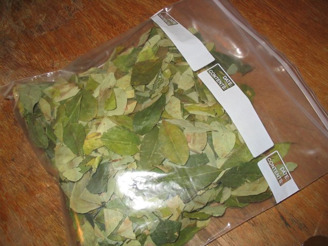 coca leaves for sale.jpg coca leaves for sale.jpg