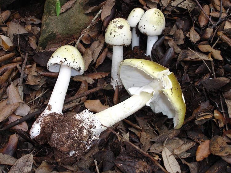 mushroomdeliverycanada.ca